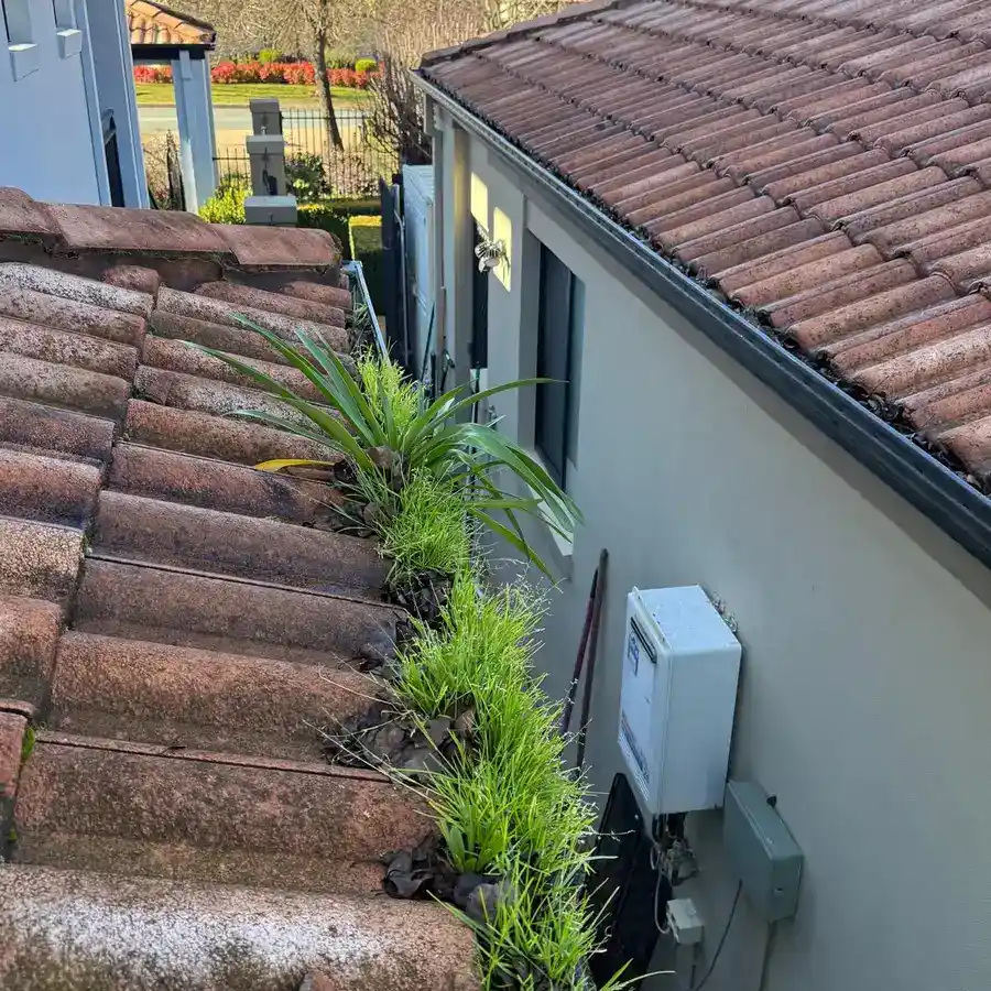 Vegetation and debris growing along a tiled roof gutter before cleaning